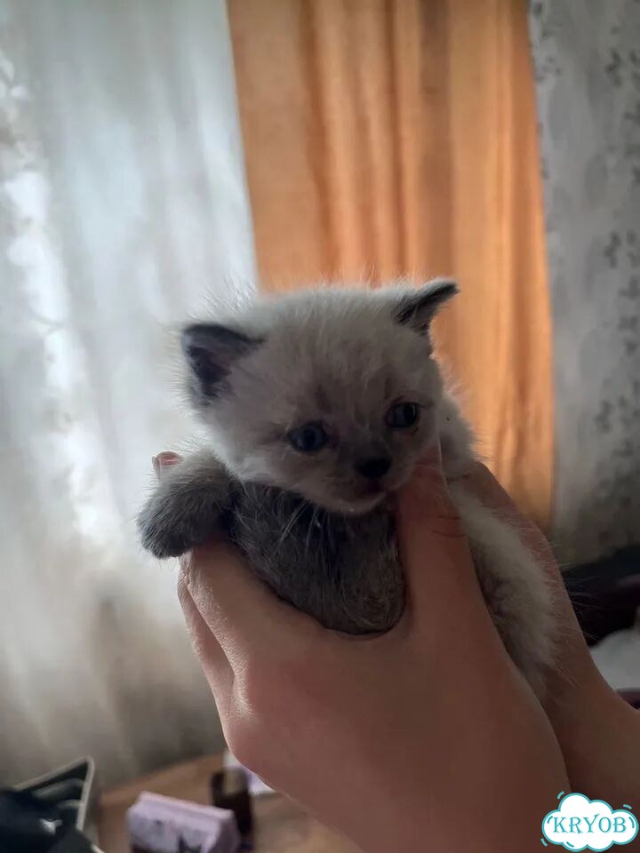 Шотландский прямоухий короткошёрстный котёнок фото 1