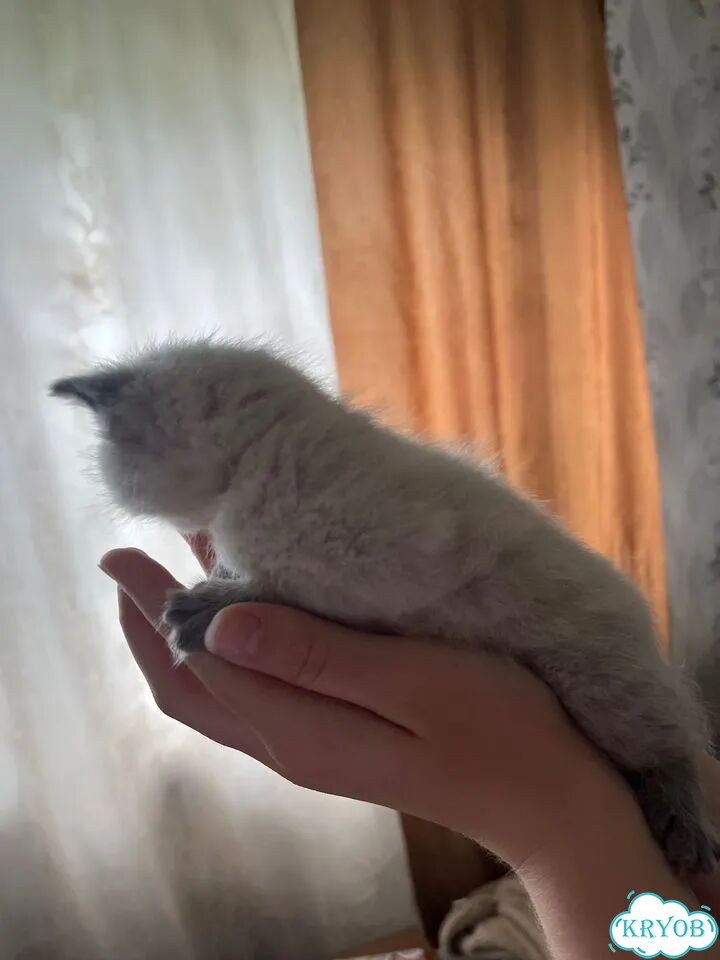 Шотландский прямоухий короткошёрстный котёнок фото 2
