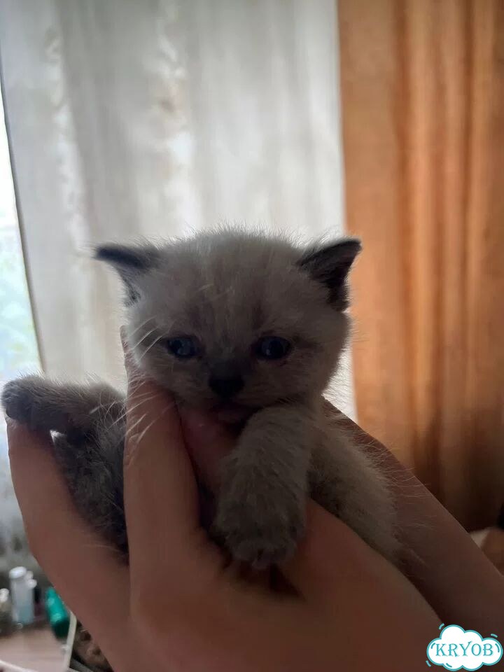 Шотландский прямоухий короткошёрстный котёнок фото 3