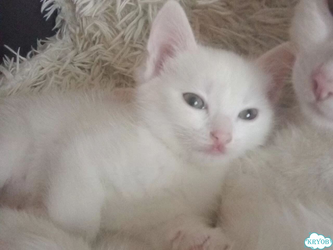 Сибирский котёнок фото 2