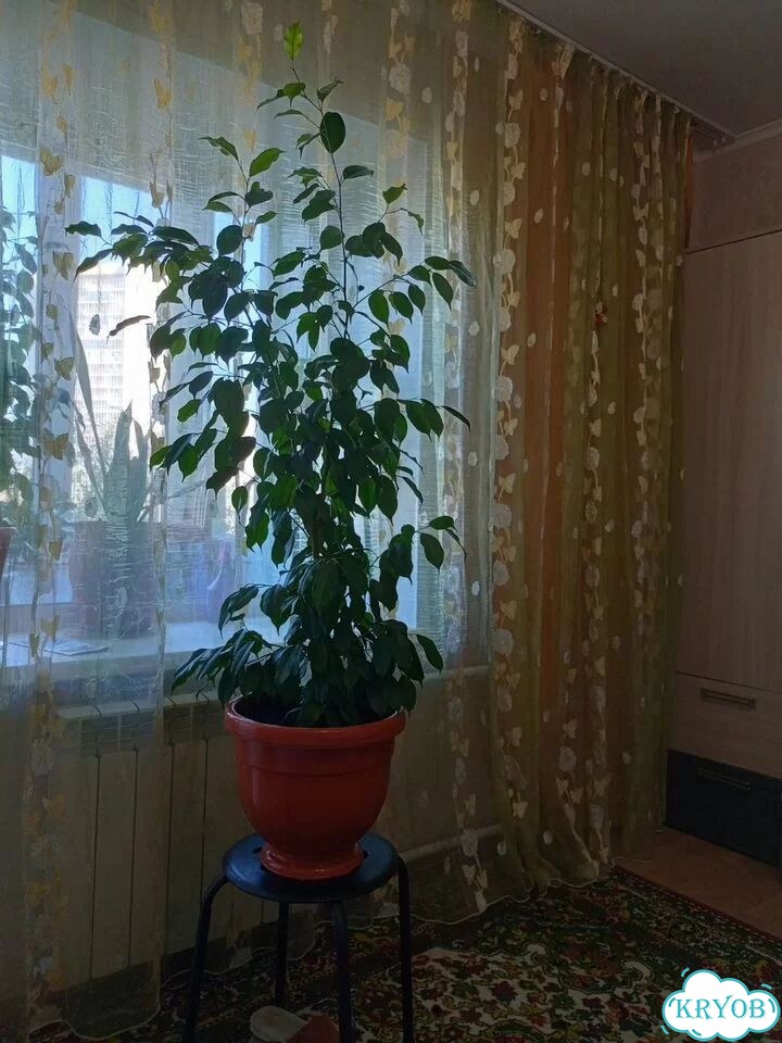 Фикус бенджамина большой фото 1