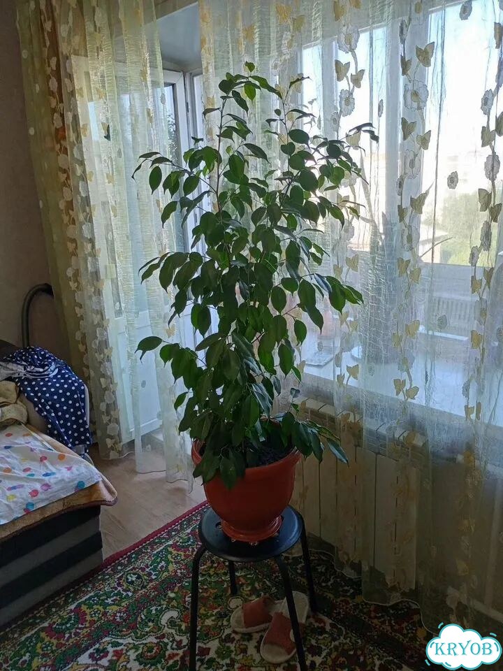 Фикус бенджамина большой фото 2