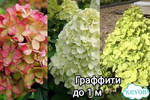 Гортензия Граффити фото 1