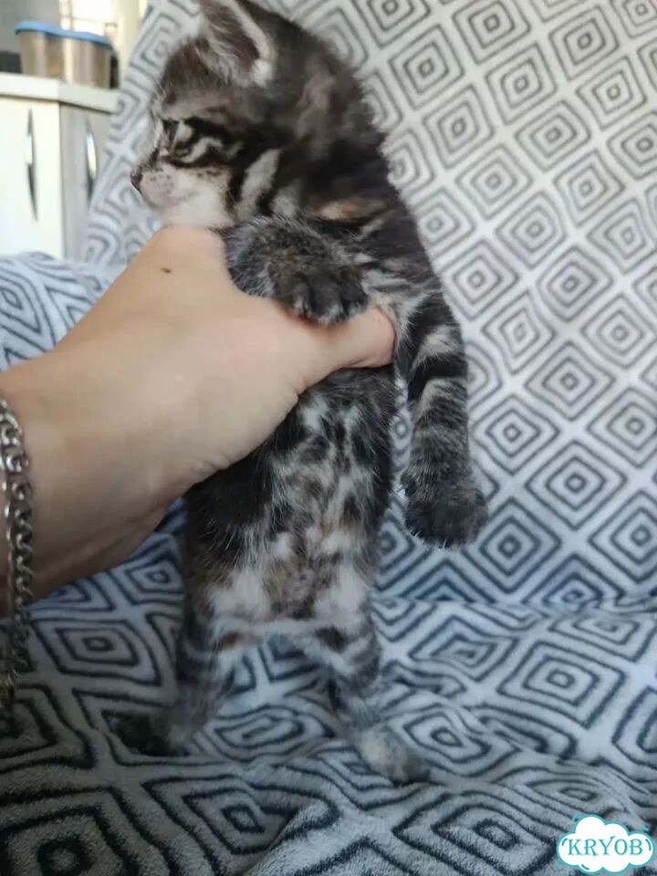 Курильский бобтейл короткошёрстный котёнок фото 2