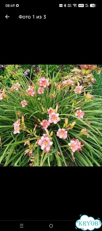Лилейники фото 2