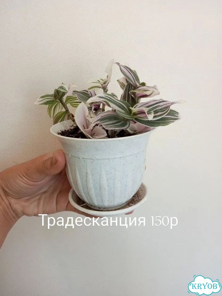 Комнатные цветы фото 1