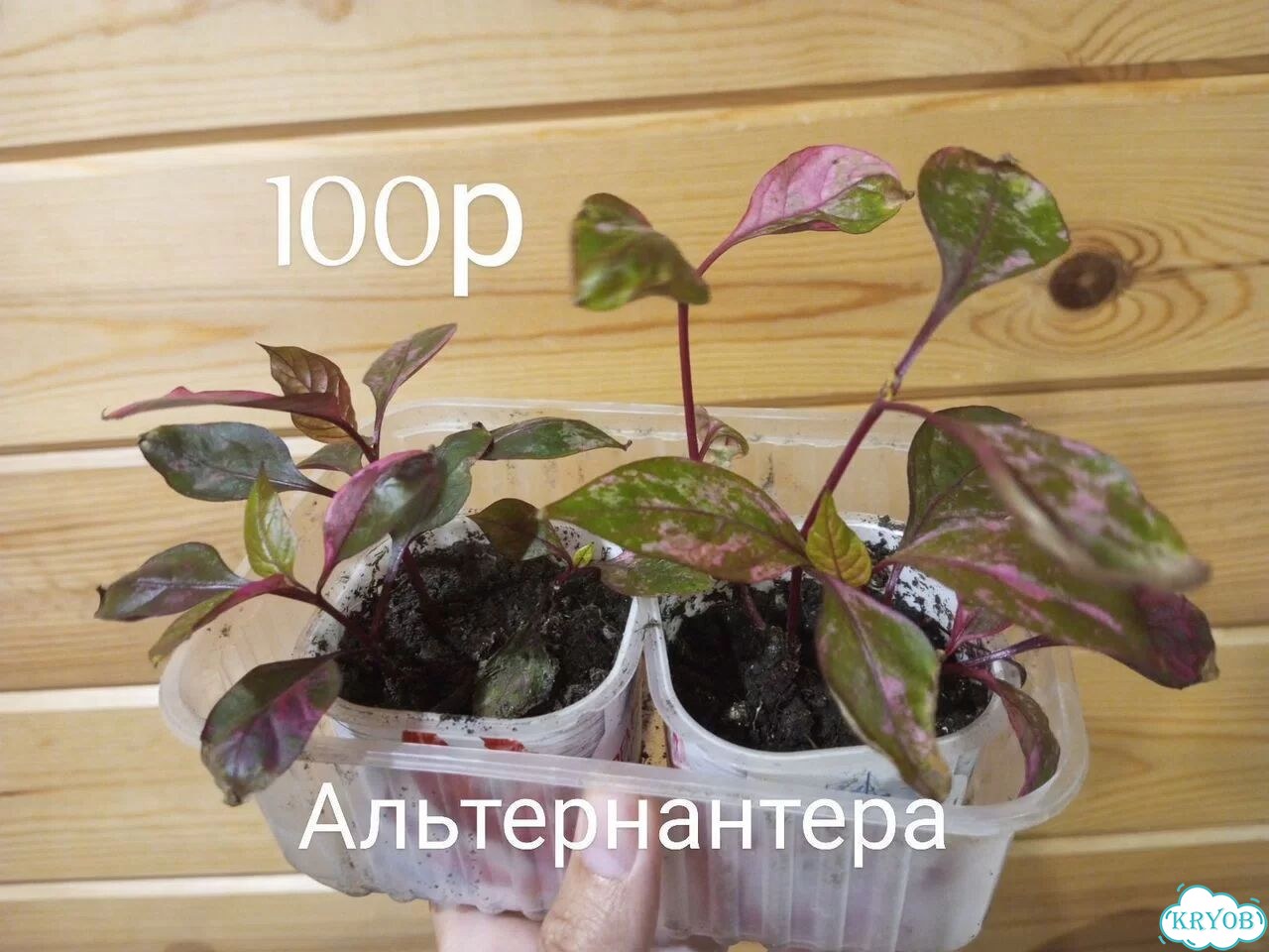 Комнатные цветы фото 3