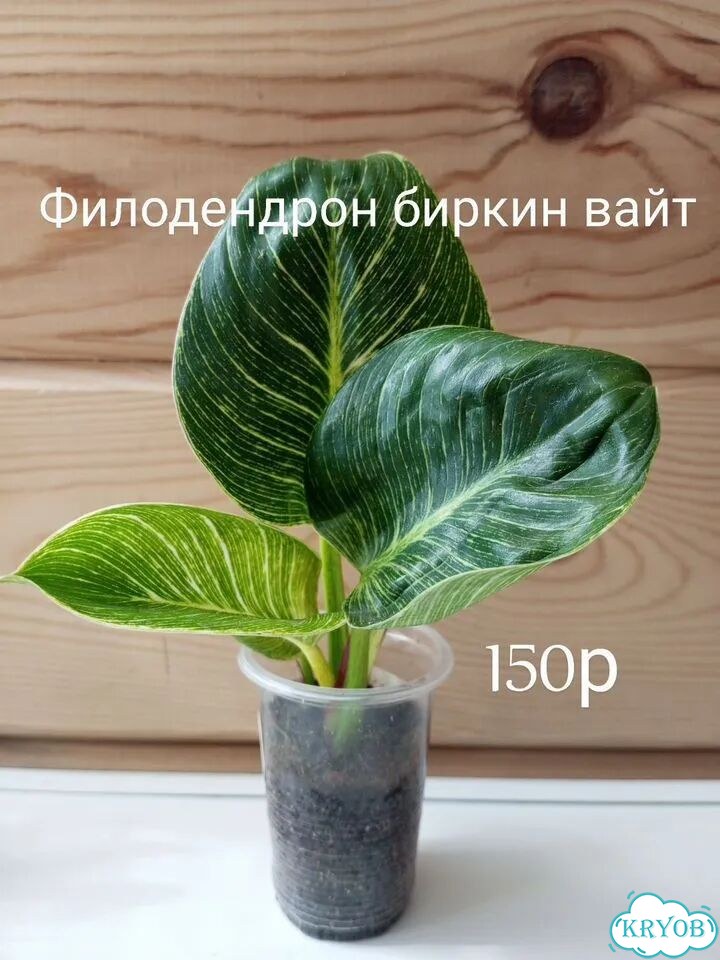 Комнатные цветы фото 4