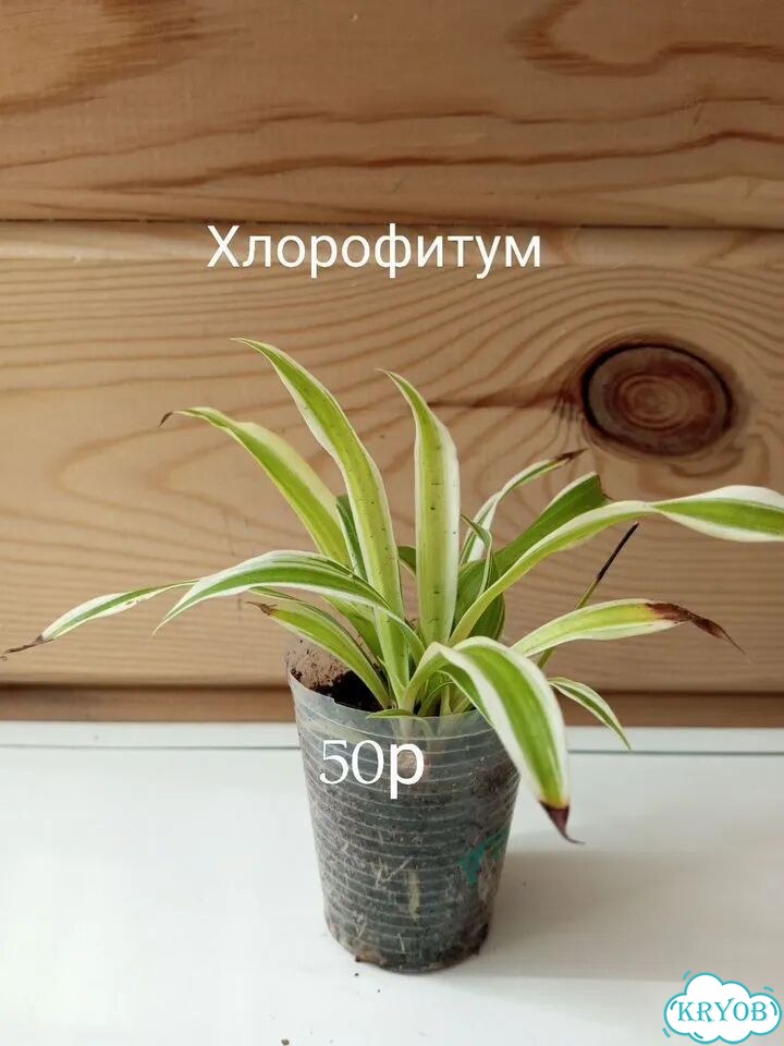 Комнатные цветы фото 5