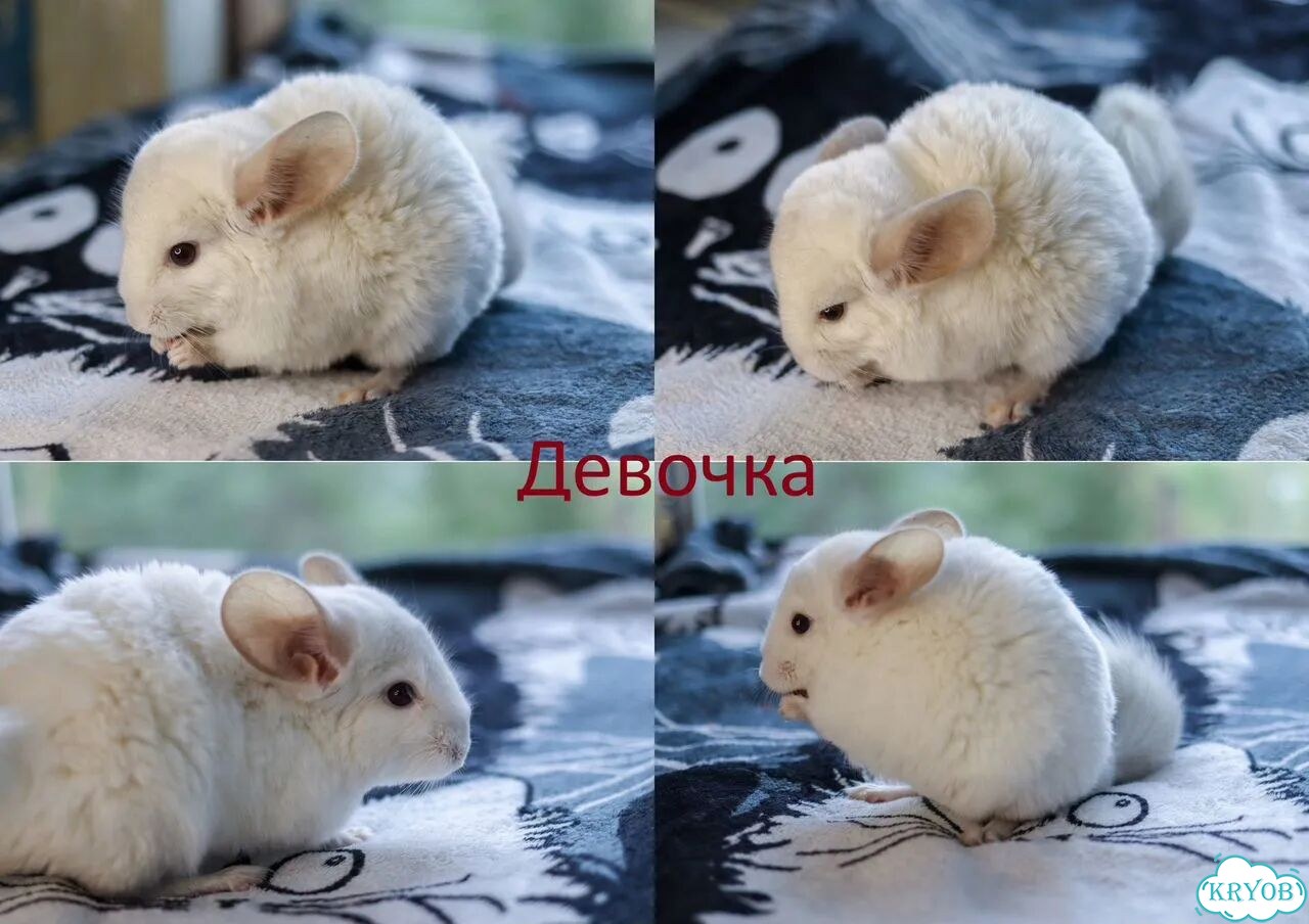 Шиншиллы - девочка и мальчик, 4м фото 2
