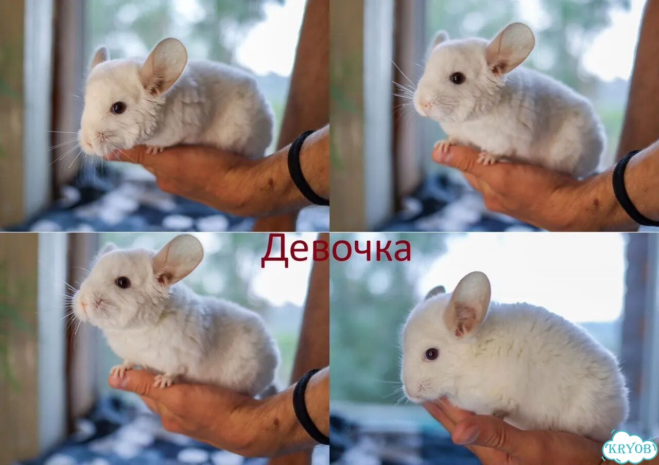 Шиншиллы - девочка и мальчик, 4м фото 3