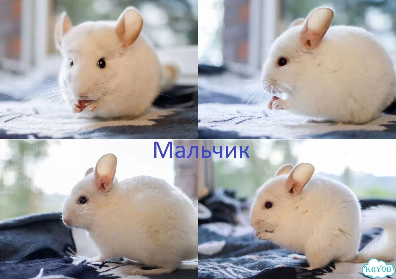Шиншиллы - девочка и мальчик, 4м фото 5
