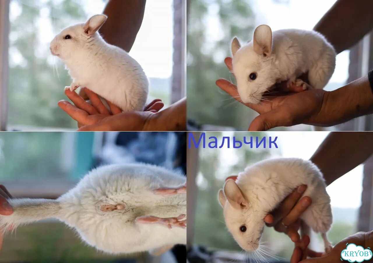 Шиншиллы - девочка и мальчик, 4м фото 7