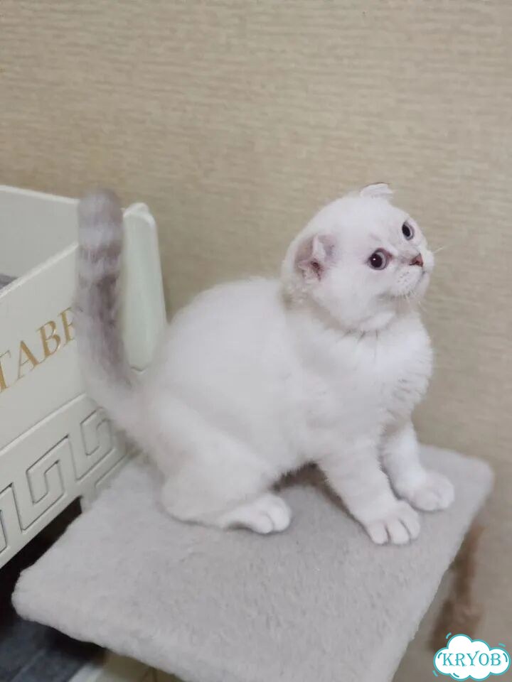 Шотландский вислоухий короткошёрстный котёнок фото 1