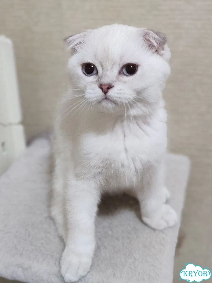 Шотландский вислоухий короткошёрстный котёнок фото 10