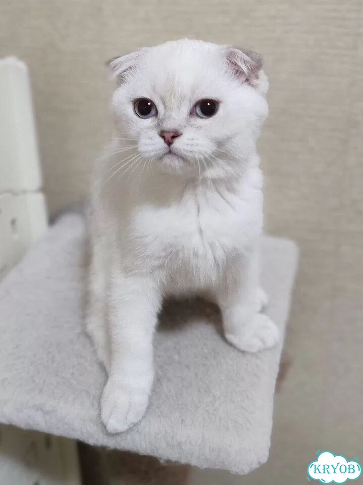 Шотландский вислоухий короткошёрстный котёнок фото 2