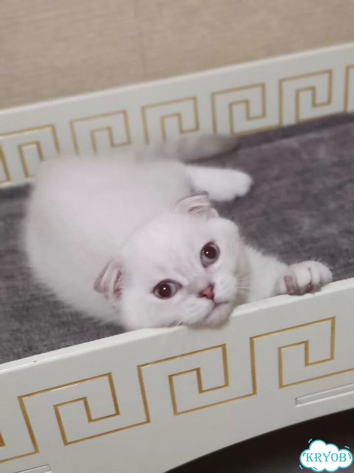 Шотландский вислоухий короткошёрстный котёнок фото 3