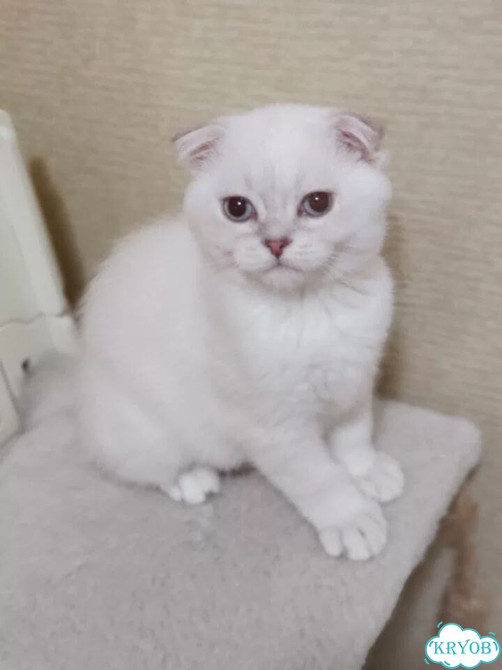 Шотландский вислоухий короткошёрстный котёнок фото 4