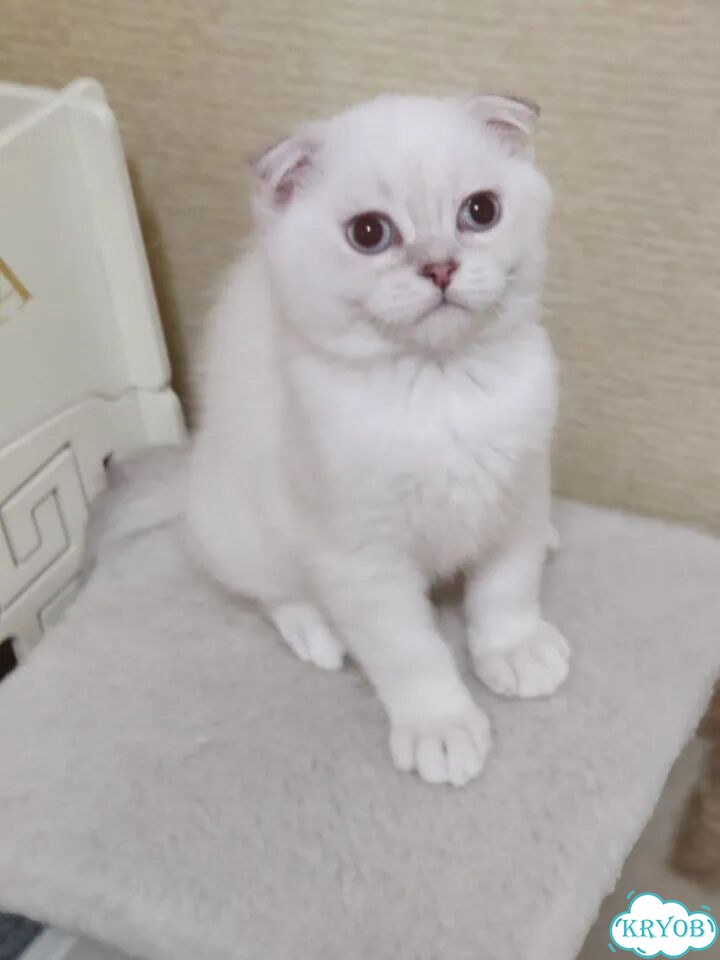 Шотландский вислоухий короткошёрстный котёнок фото 7