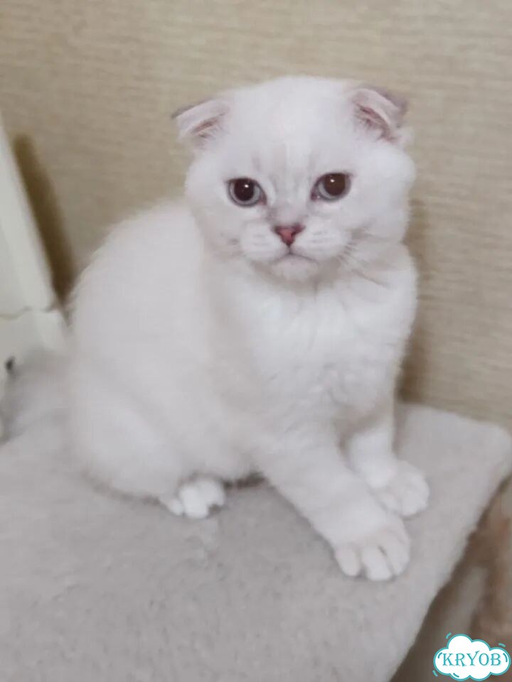 Шотландский вислоухий короткошёрстный котёнок фото 8