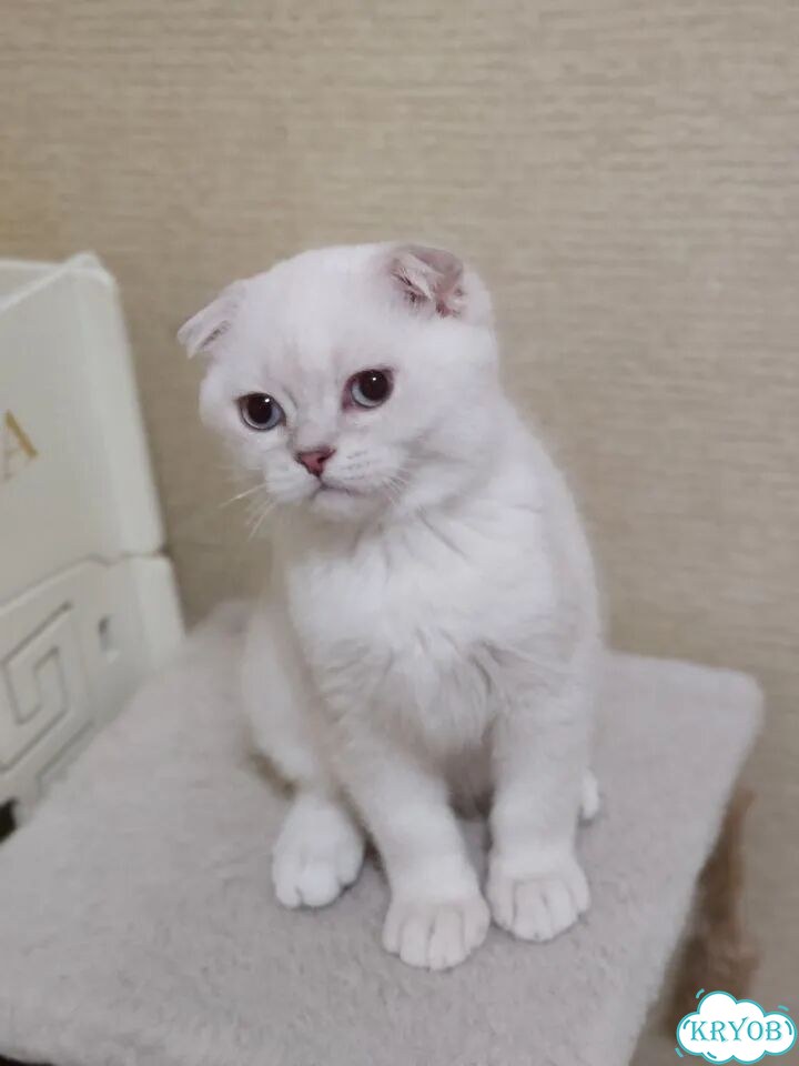 Шотландский вислоухий короткошёрстный котёнок фото 9
