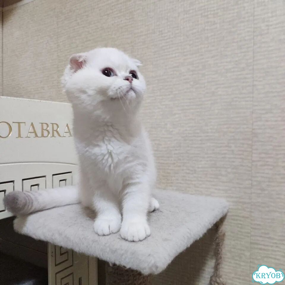 Шотландский вислоухий короткошёрстный котёнок фото 1