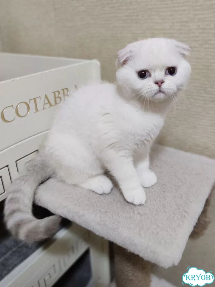 Шотландский вислоухий короткошёрстный котёнок фото 2