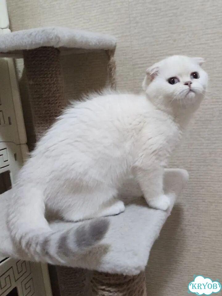 Шотландский вислоухий короткошёрстный котёнок фото 3