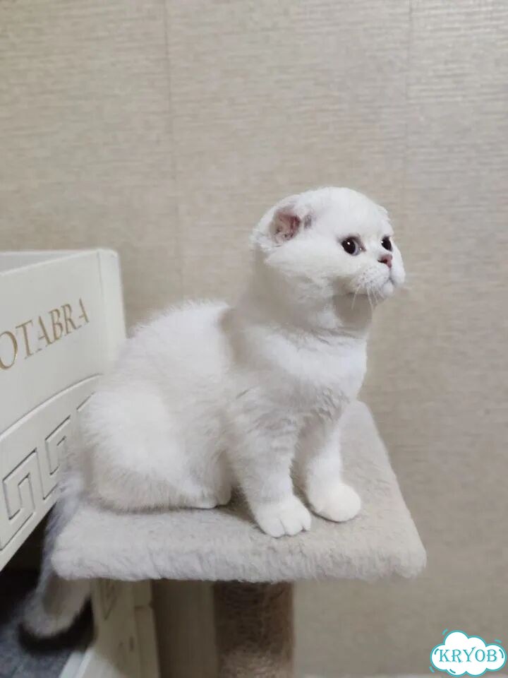 Шотландский вислоухий короткошёрстный котёнок фото 4