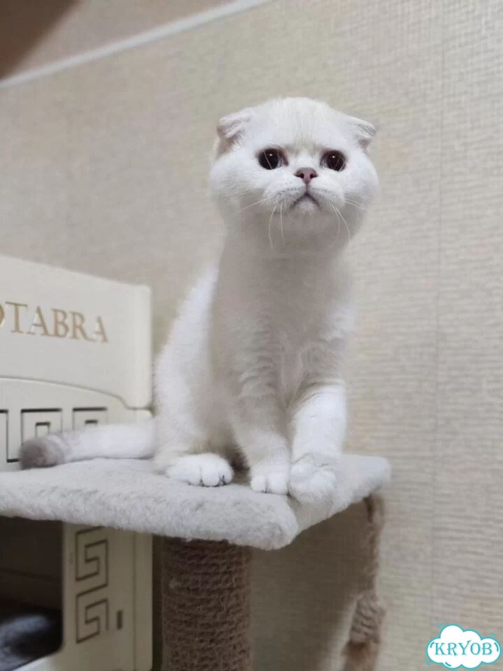 Шотландский вислоухий короткошёрстный котёнок фото 5