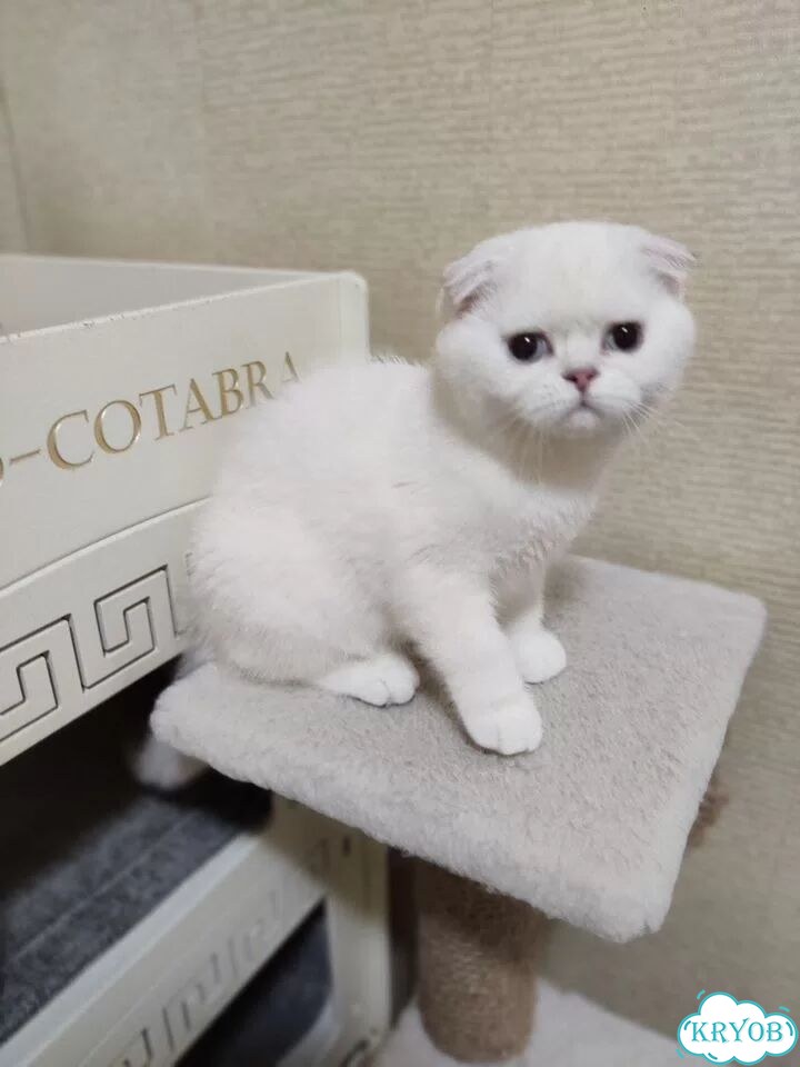 Шотландский вислоухий короткошёрстный котёнок фото 6