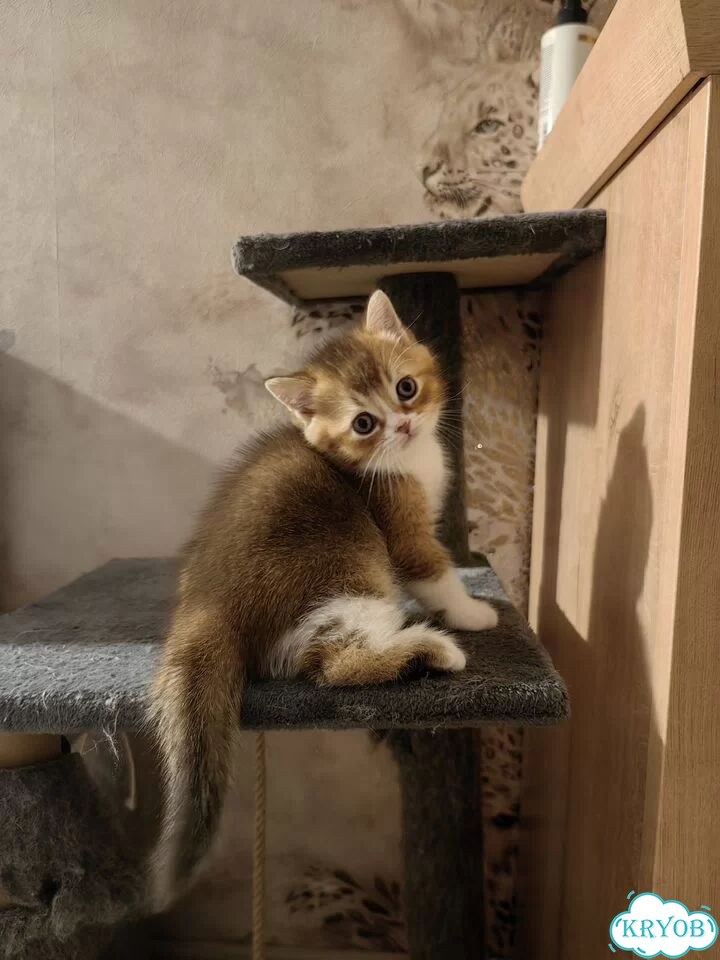 Шотландский прямоухий короткошёрстный котёнок фото 1