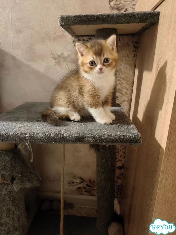 Шотландский прямоухий короткошёрстный котёнок фото 2