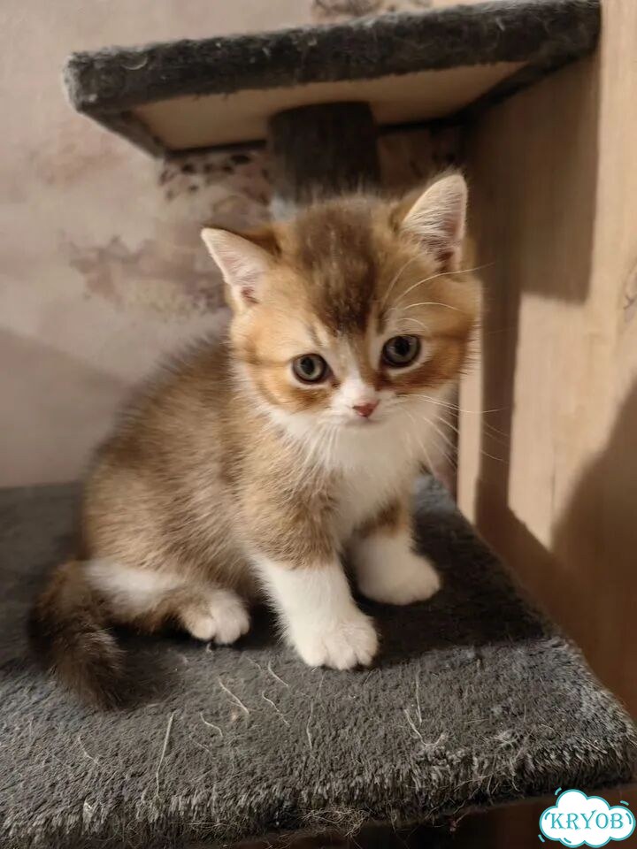 Шотландский прямоухий короткошёрстный котёнок фото 3