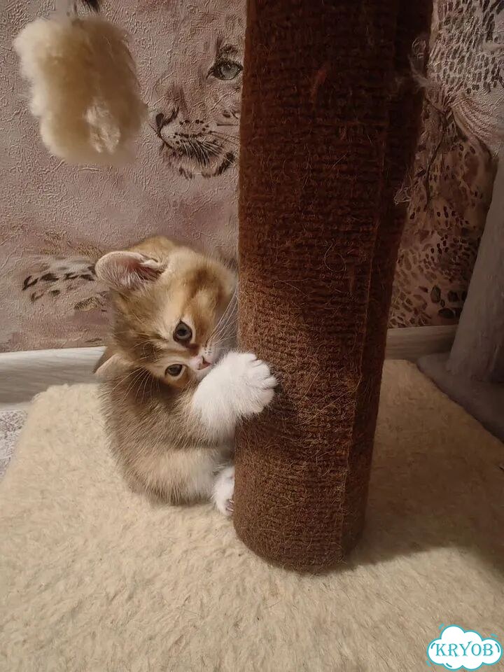 Шотландский прямоухий короткошёрстный котёнок фото 4