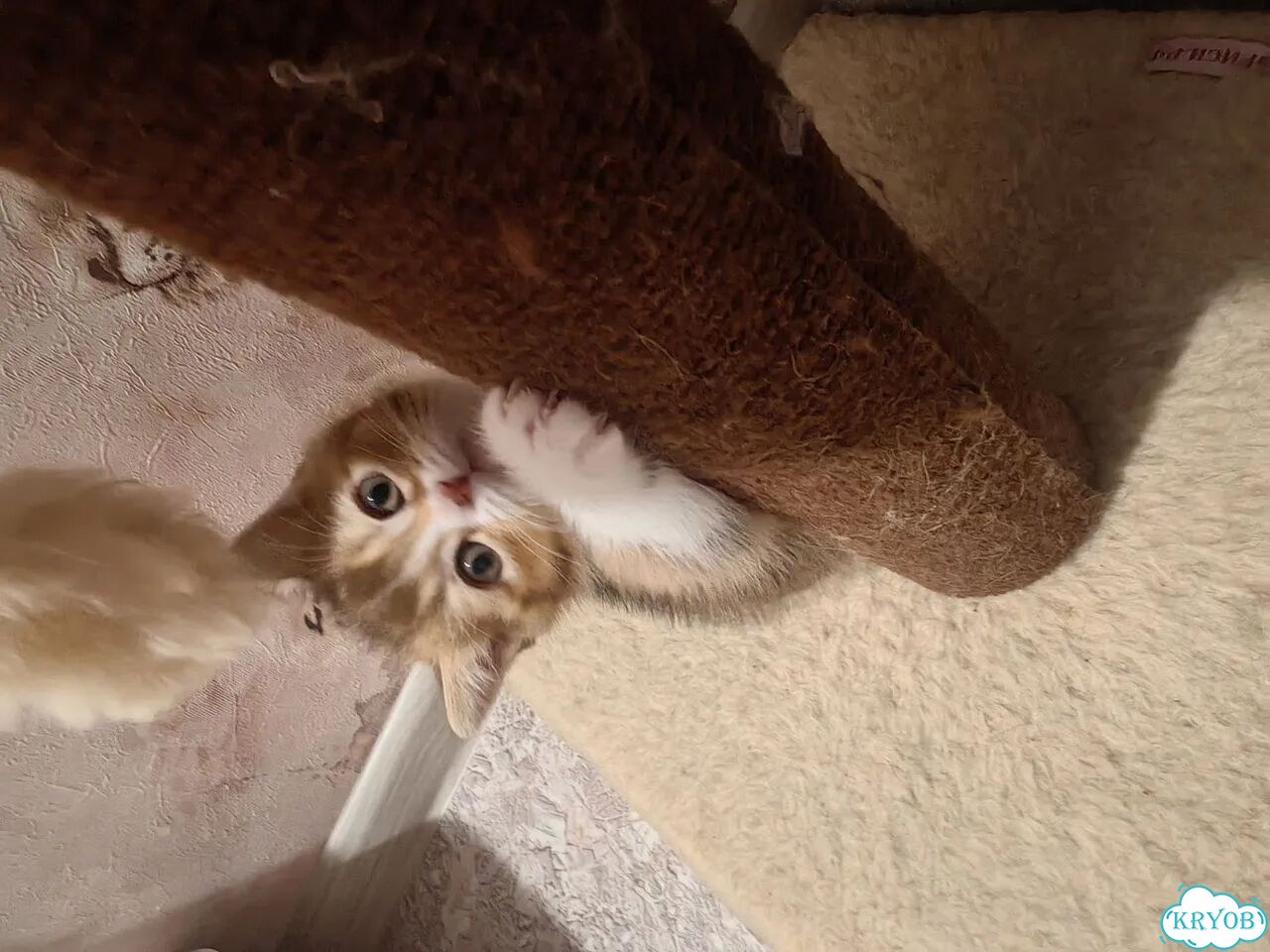 Шотландский прямоухий короткошёрстный котёнок фото 5