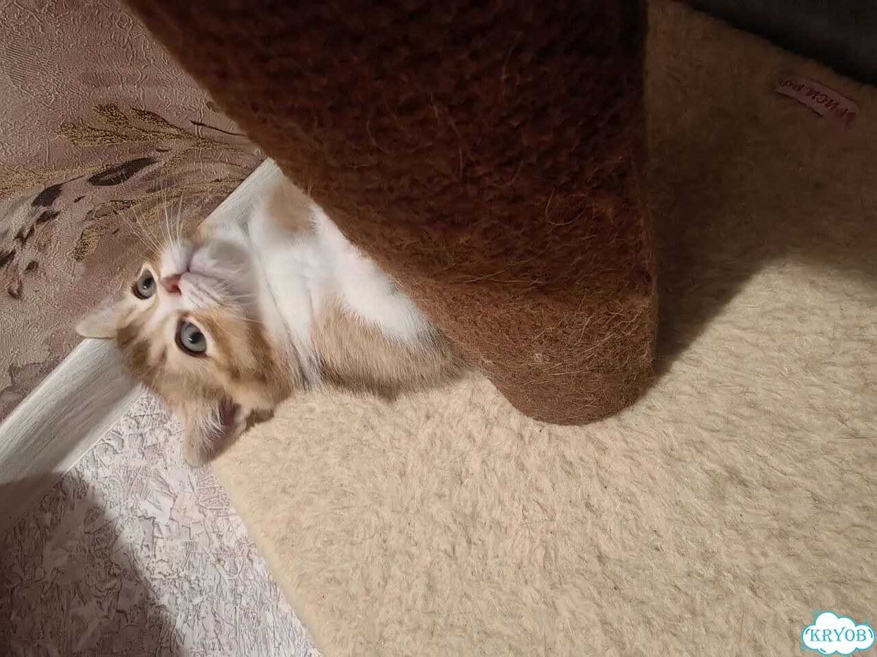 Шотландский прямоухий короткошёрстный котёнок фото 6
