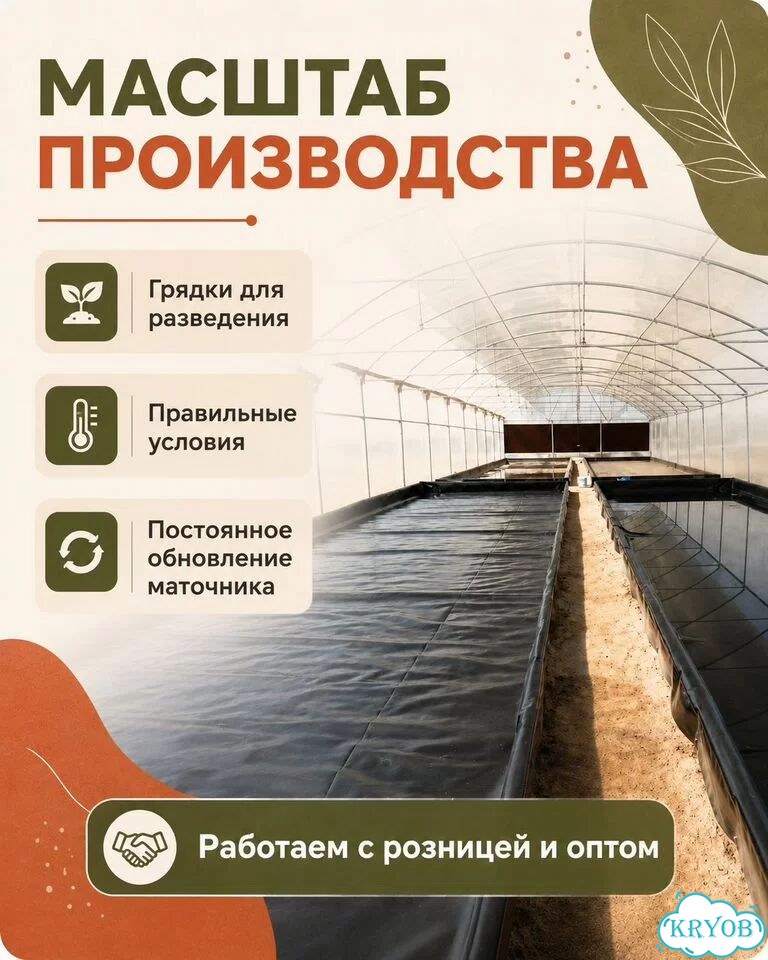Черви разведение (ккч, калифорнийский)опт/розница фото 6