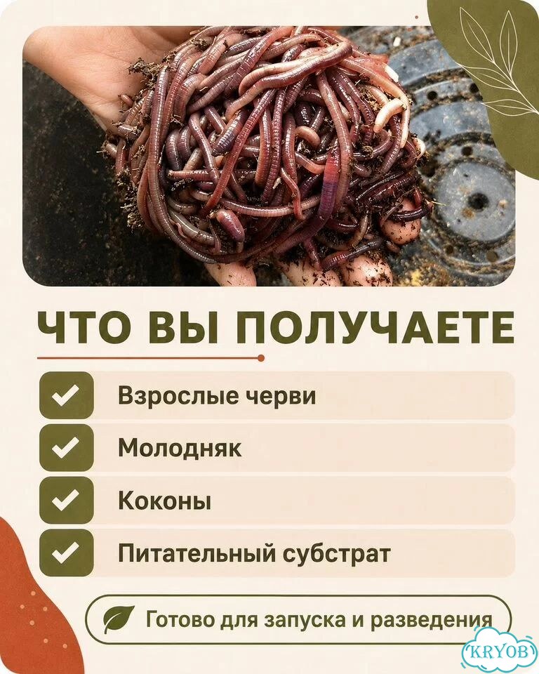 Черви разведение (ккч, калифорнийский)опт/розница фото 7