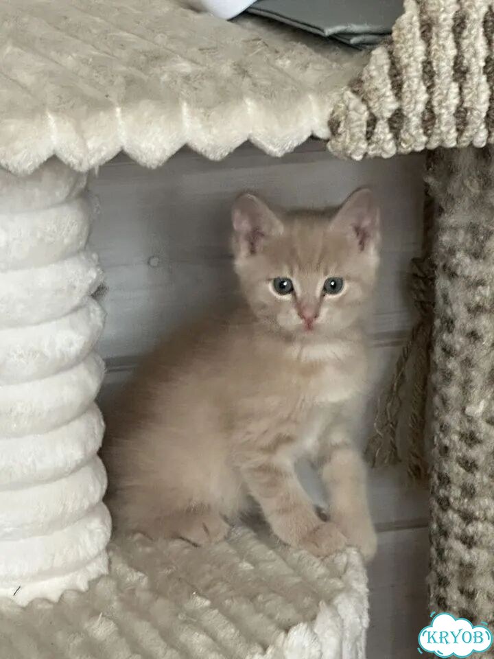 Котёнок в добрые руки фото 1