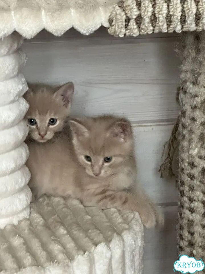 Котёнок в добрые руки фото 2