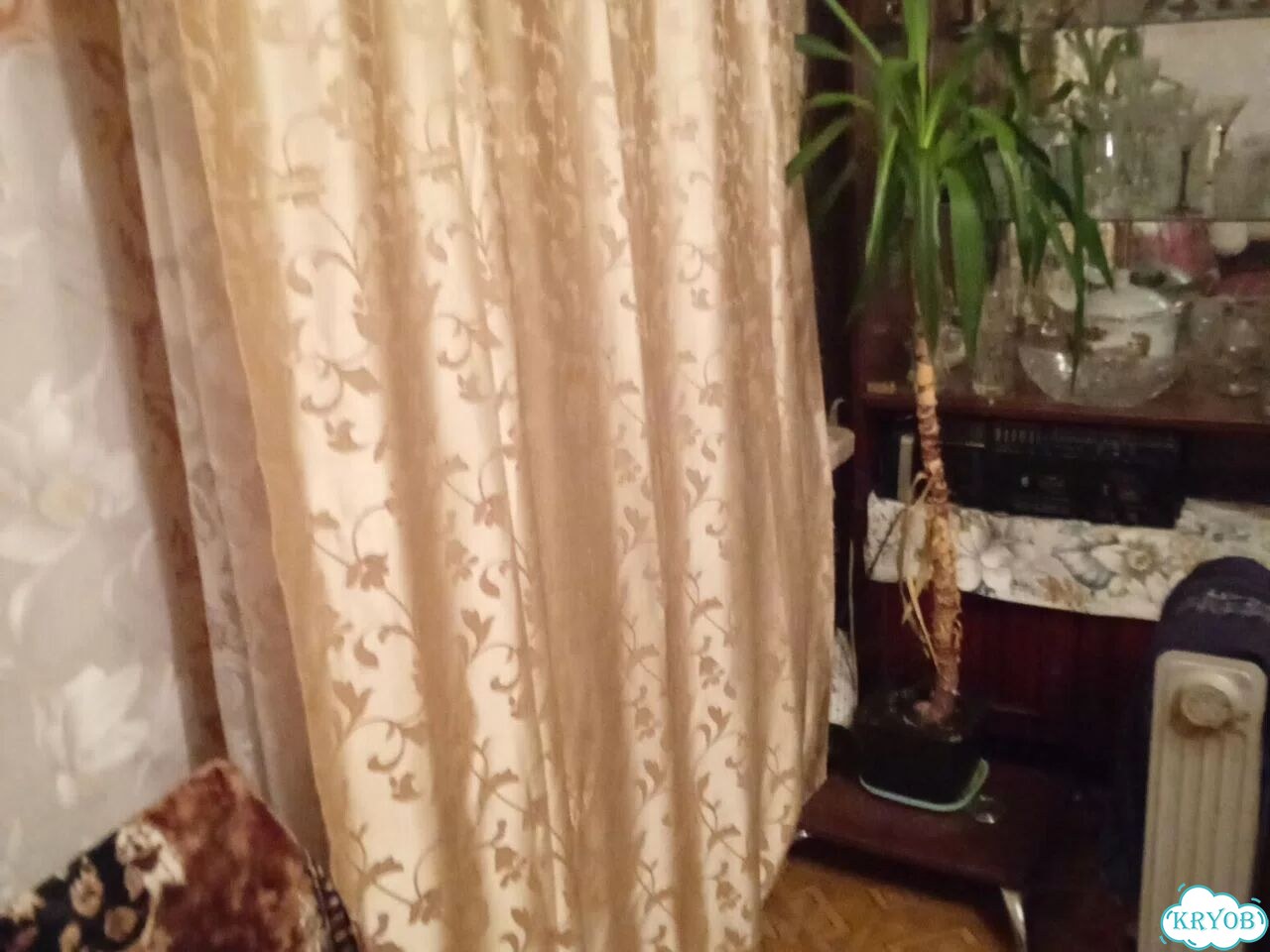 Продам цветы. Пионы. Пальма, другие комнатные фото 3