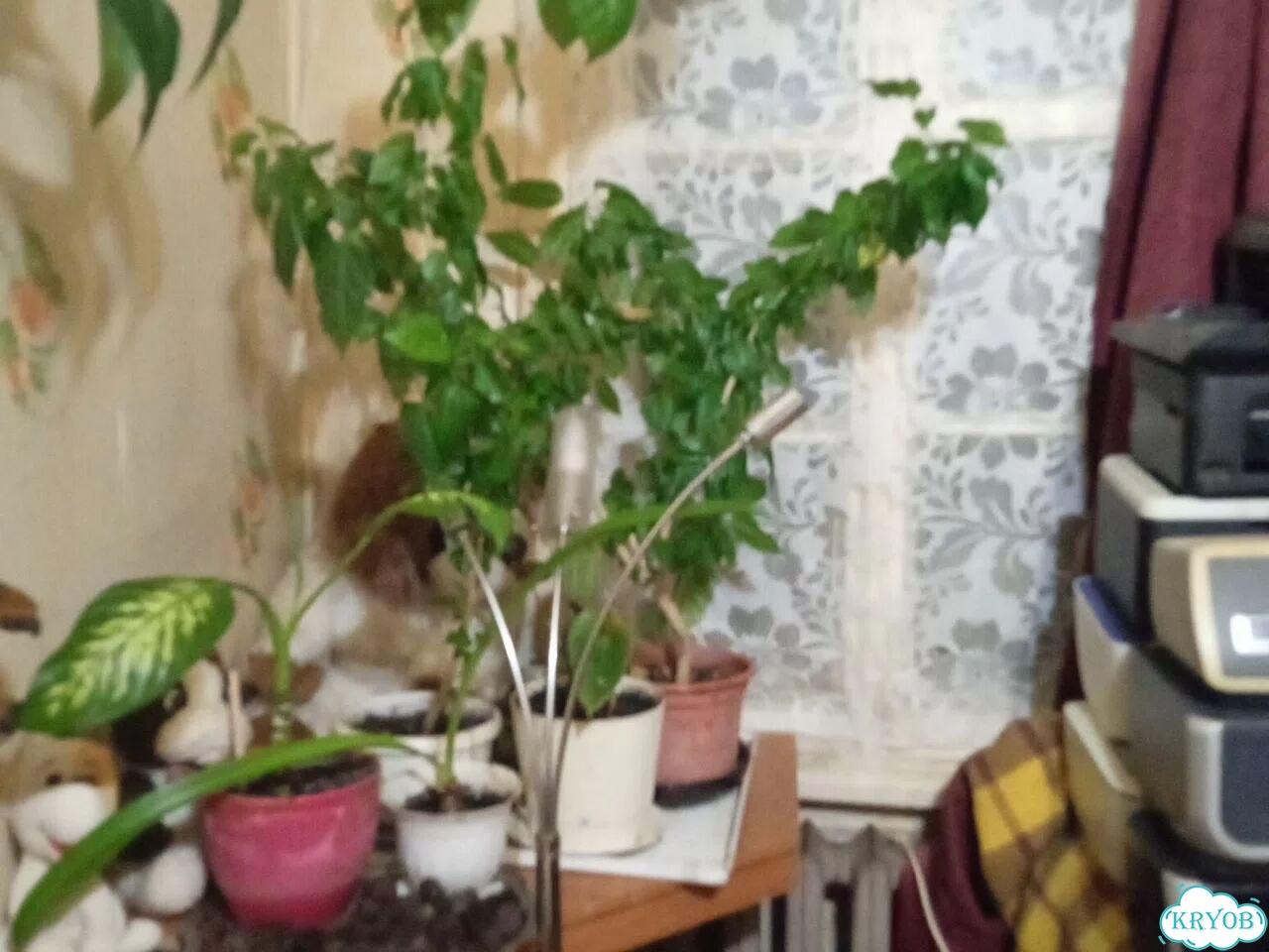 Продам цветы. Пионы. Пальма, другие комнатные фото 5