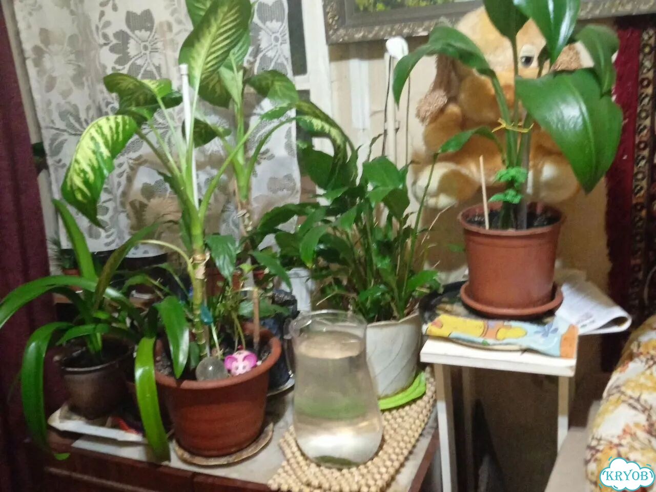 Продам цветы. Пионы. Пальма, другие комнатные фото 6