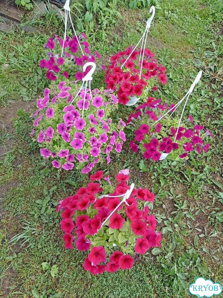 Готовые кашпо с петуниями фото 2