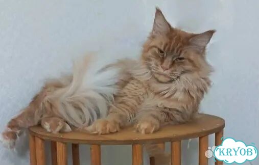 Мейн-кун, взрослая кошка фото 1