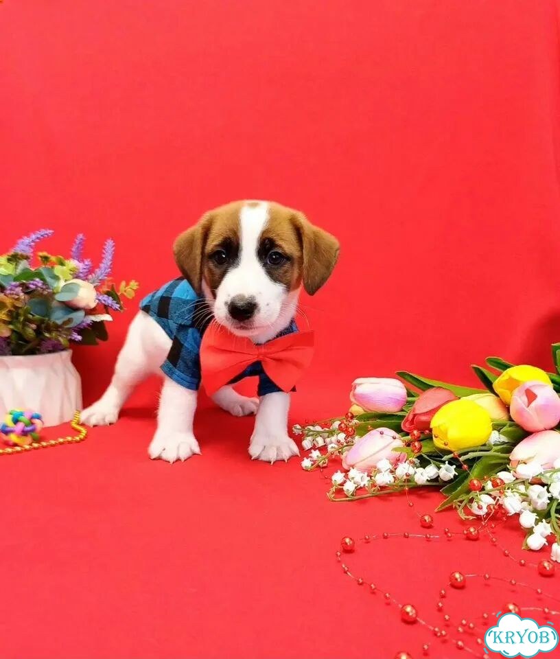 Джек-рассел-терьер, щенок фото 3