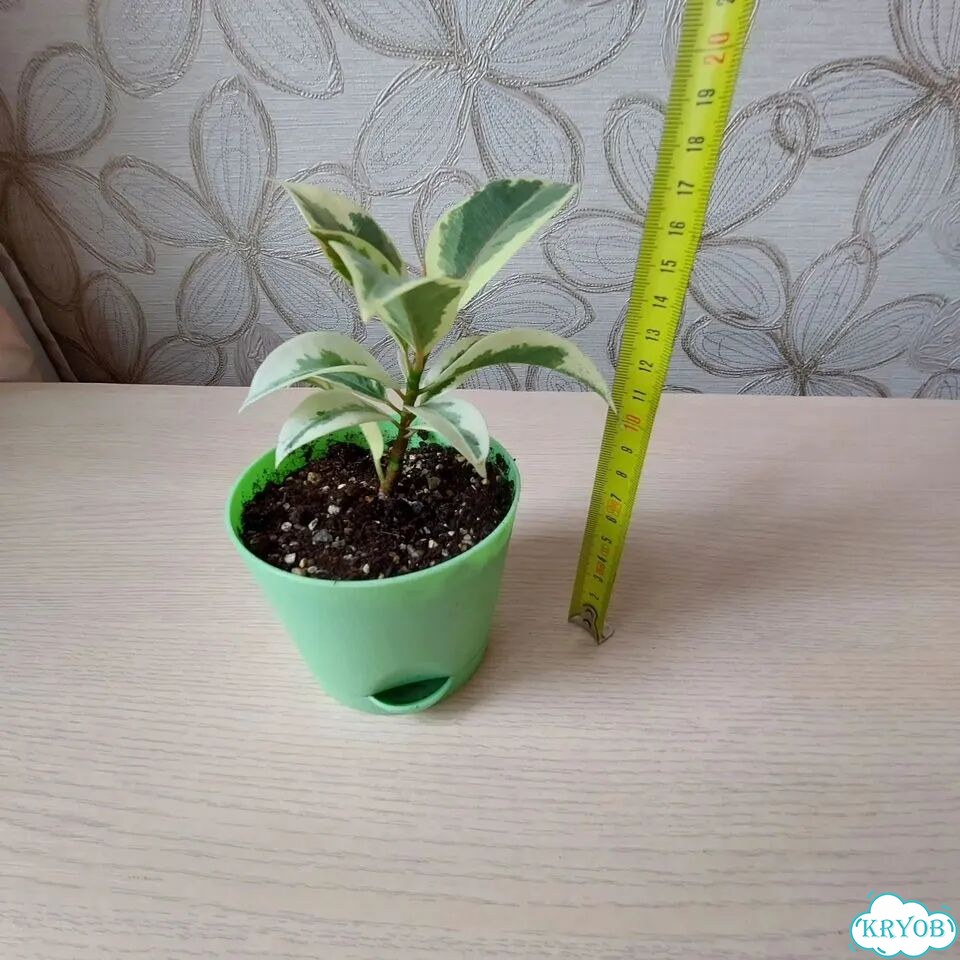 Фикус Мелани вариегатный фото 2