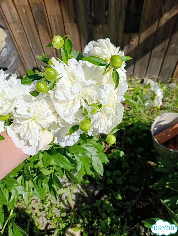 Продам кусты пионов с дачи фото 5