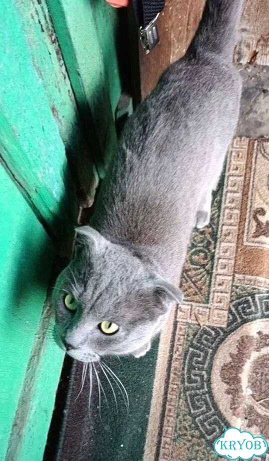 Шотландский вислоухий короткошёрстный котёнок фото 1
